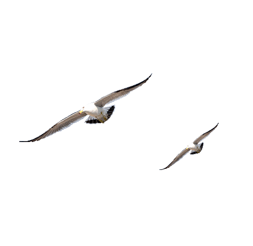 Oiseau 2